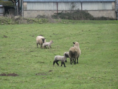 First lambs of the year