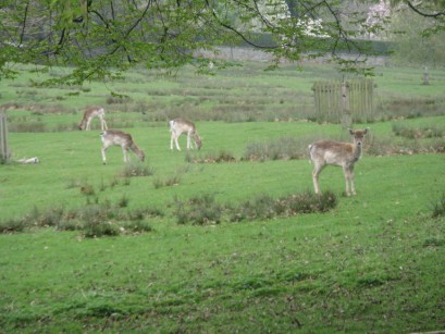 Fawns at Lydney Deer Park