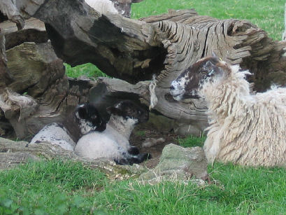 Lambs taking refuge in Piercefield Park