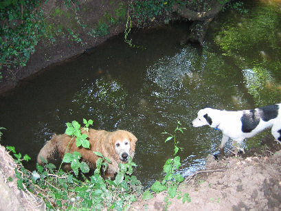 Sid and Bob cool off at Tess-Dog's cache