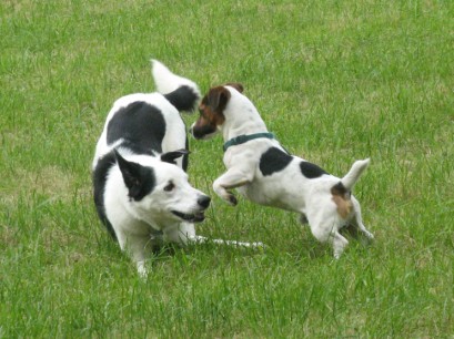 Bob playing with the Jack Russell