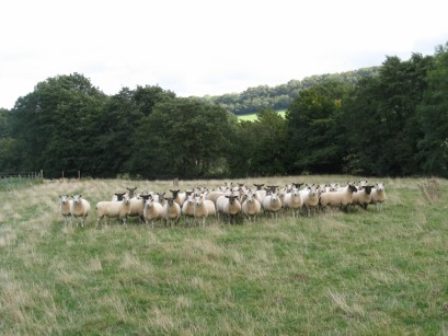 Threatening sheep