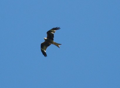 Red Kite at Blaen y glyn